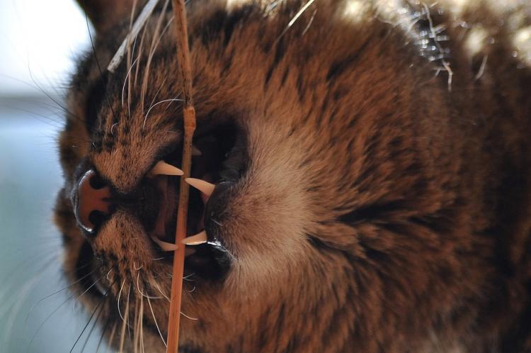 Лесному коту ампутируют лапу из-за ловушки в Приморье