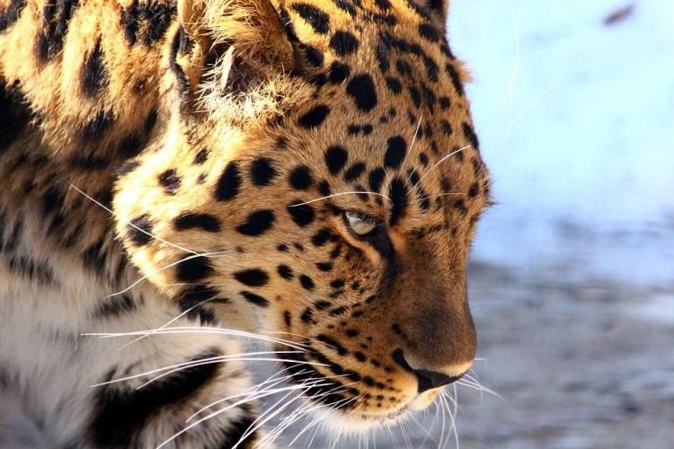 Для увеличения численности леопардов в Приморье нашли новое место