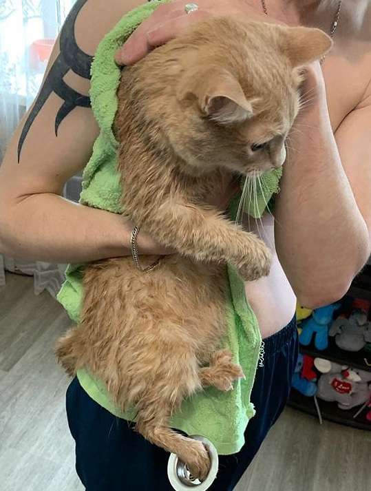 Огромный кот исцарапал своих спасателей в Новосибирске