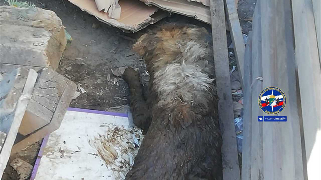 Спасатели вытащили пса из ямы туалета в Новосибирске