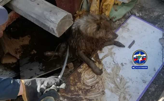 Спасатели вытащили пса из ямы туалета в Новосибирске