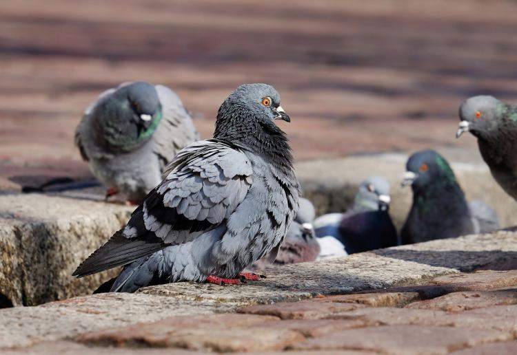 Во Владивостоке неизвестные обкололи голубей иголками от шприцев