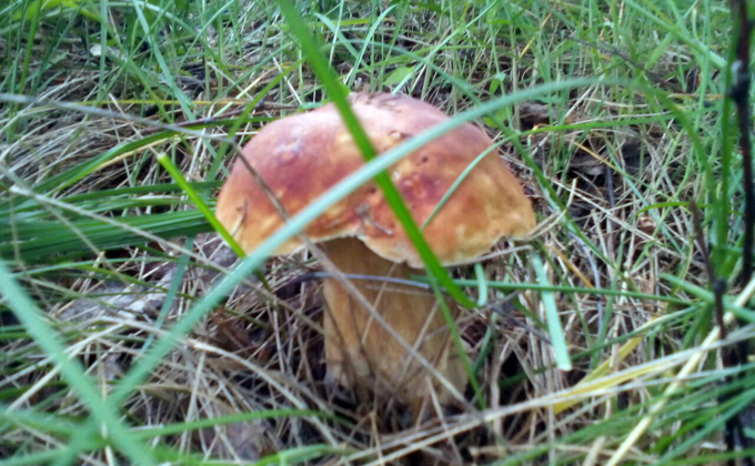 Сутки искали 80-летнего грибника в поселке Кувшинка под Новосибирском