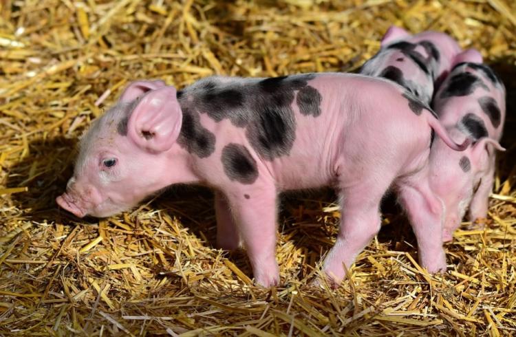В Приморье ликвидированы все очаги африканской чумы свиней