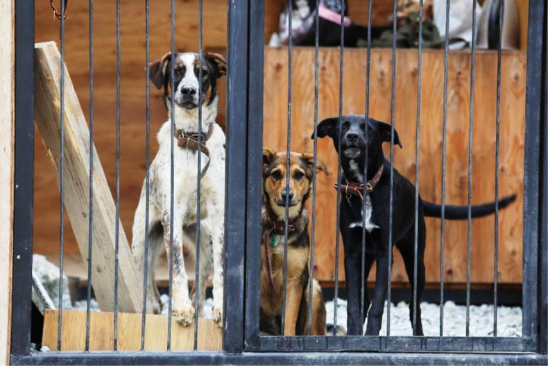 Собаки, отловленные на улицах Владивостока, ищут новых хозяев