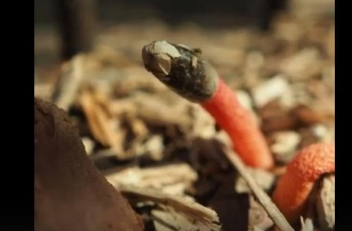 Краснокнижный Сморчок вонючий вырос в Новосибирском зоопарке