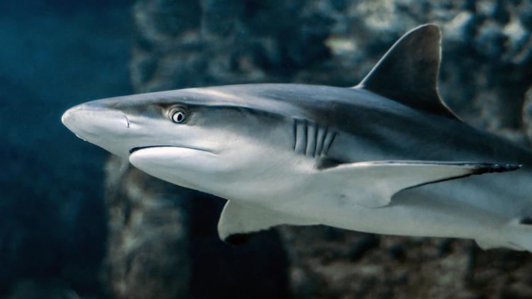 «Оставьте их в покое»: в Приморье продолжают ловить акул
