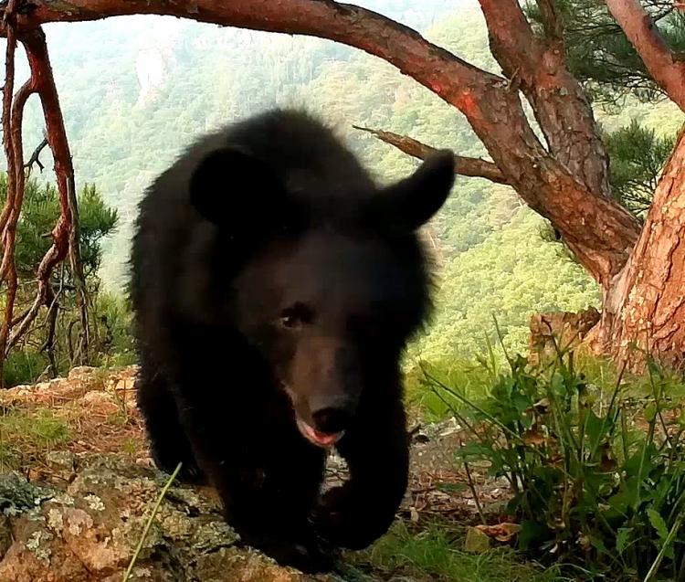 В Приморье медведь поигрался с камерой и случайно «перевернул мир»