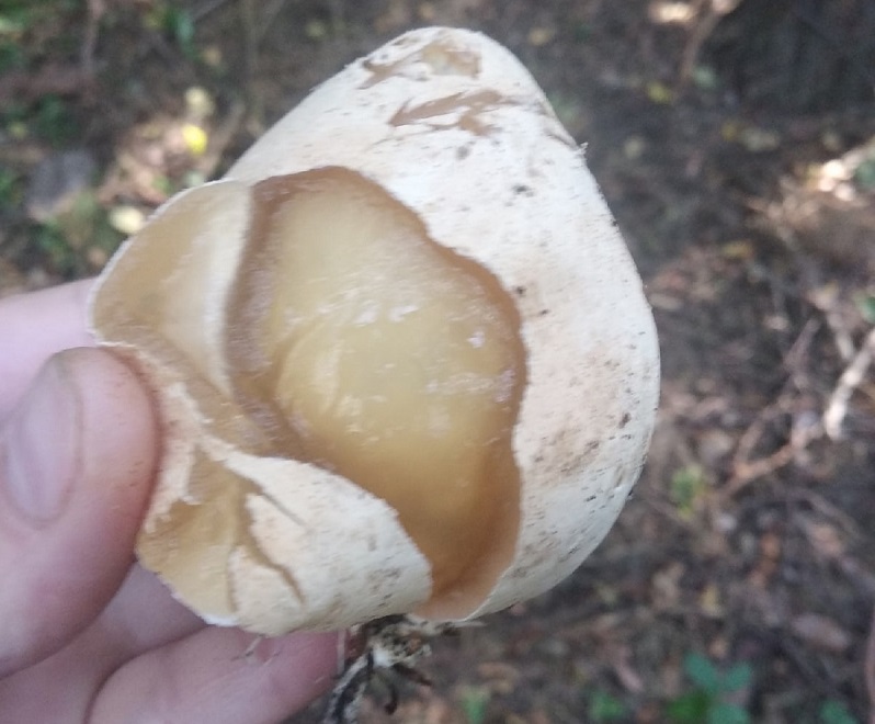 Грибы -бараны, грибы -яйца и грибы-кораллы: самые необычные находки грибников под Новосибирском