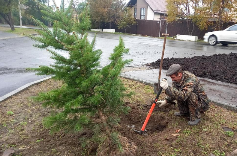 Новые деревья и кустарники появляются в разных районах Владивостока