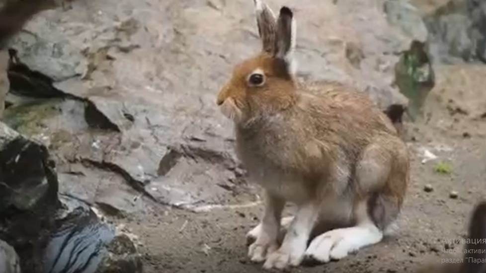 16 зайцев-беляков переехали из Новосибирского зоопарка в Ордынский район