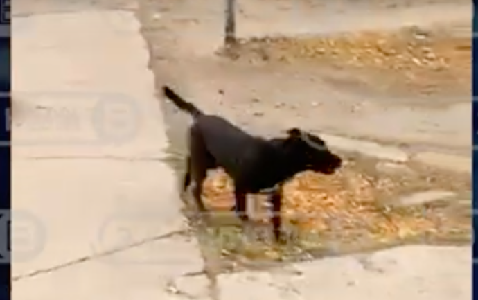 Агрессивный питбуль загрыз собаку на глазах у хозяйки в Новосибирске