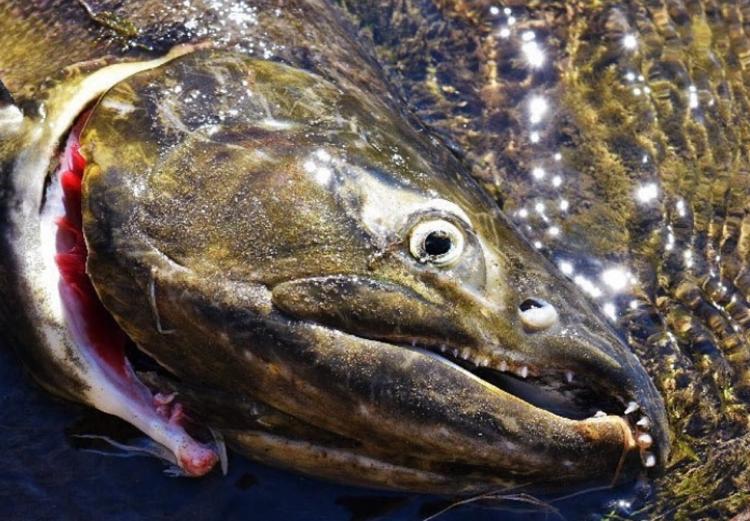 В Приморье задержали браконьеров за добычей красной рыбы