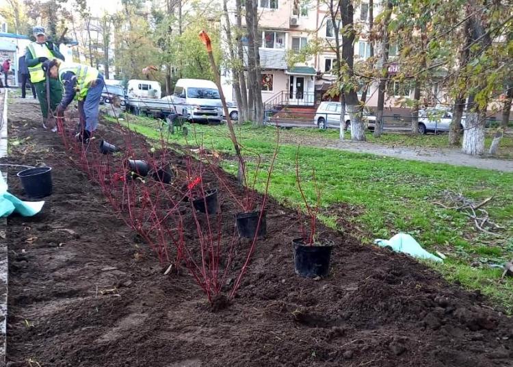 Новые деревья и кустарники высаживают во Владивостоке