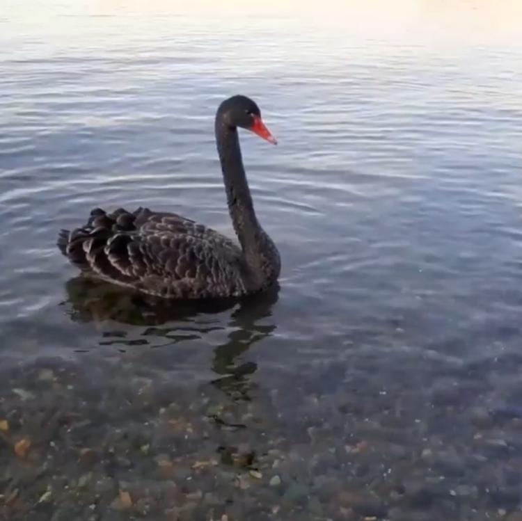 «Сказочное знакомство»: черный лебедь посетил набережную Владивостока