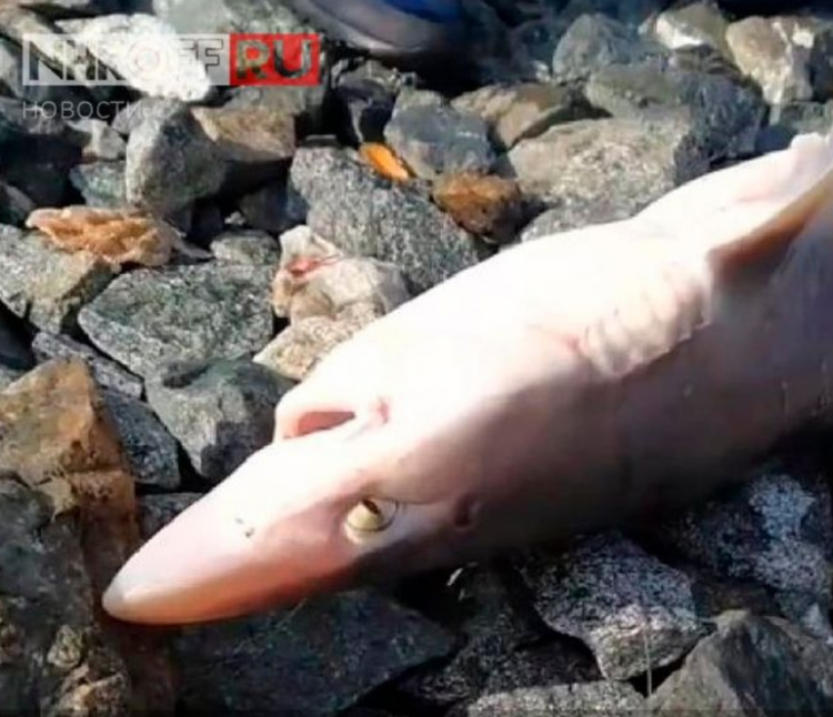 «Первый раз вижу»: в Приморье поймали маленькую акулу