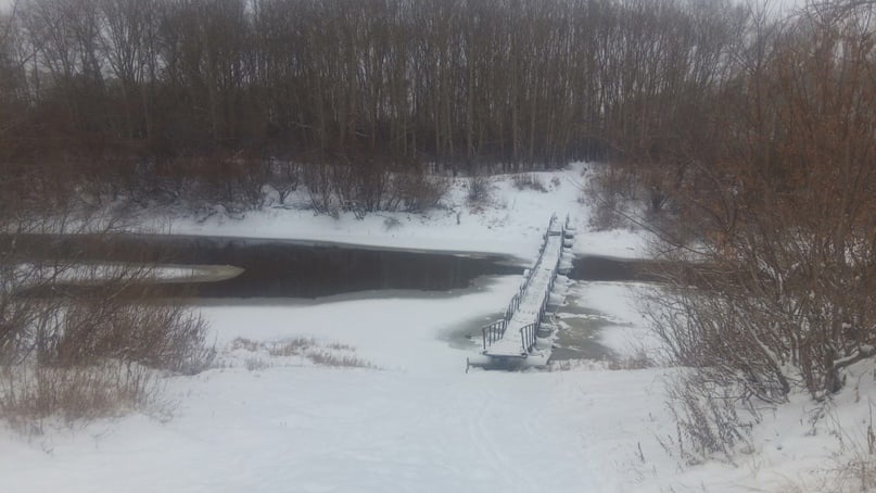Одинокий лебедь замерзает под Новосибирском