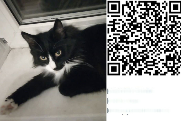 Черно-белого кота-бандита назвали в честь QR-кода в Новосибирске