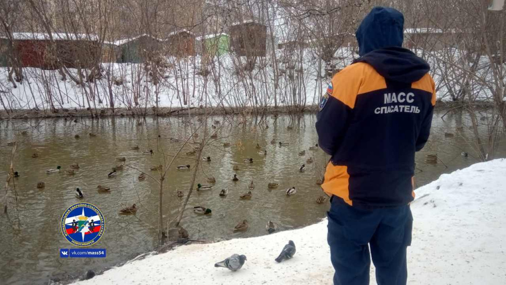Полтысячи «серых шеек» остались на зимовку в Новосибирске