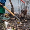 Целые аллеи и живые изгороди высаживают во Владивостоке