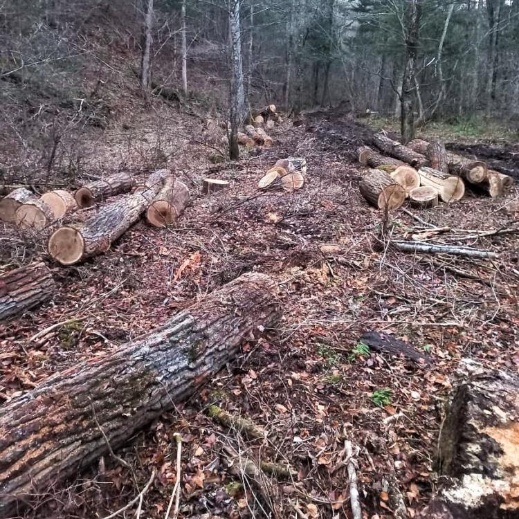 В Приморье выявили незаконную вырубку деревьев на 181 миллион рублей