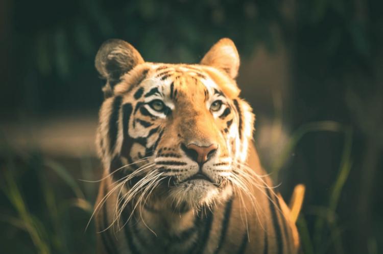 Приморцы дважды планировали продать части амурских тигров