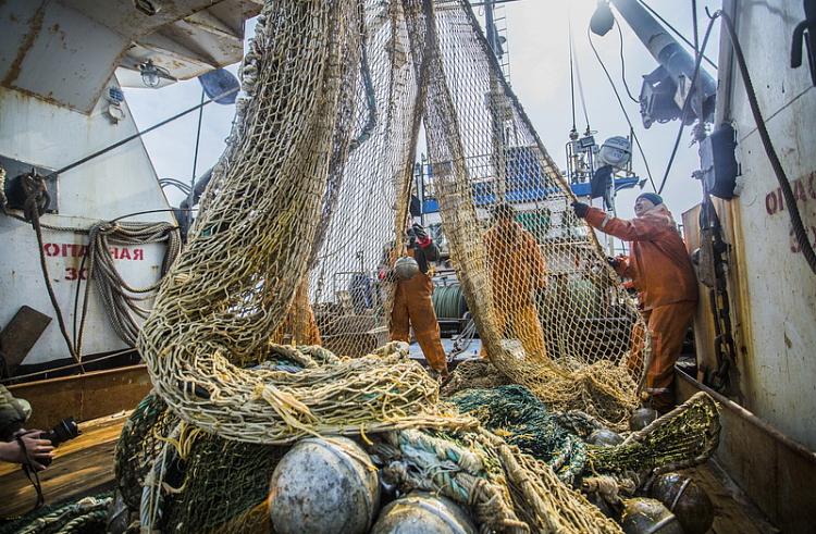 Приморские рыбаки ежесуточно добывают до 900 тонн сельди