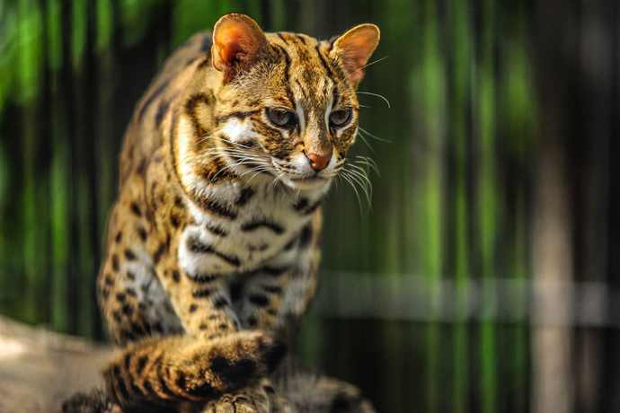 Новосибирцы раскупают бенгальских котят накануне Года тигра