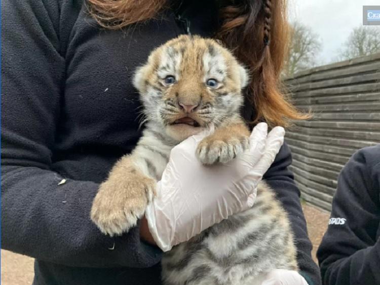Спасённая в Приморье тигрица стала мамой в шведском зоопарке