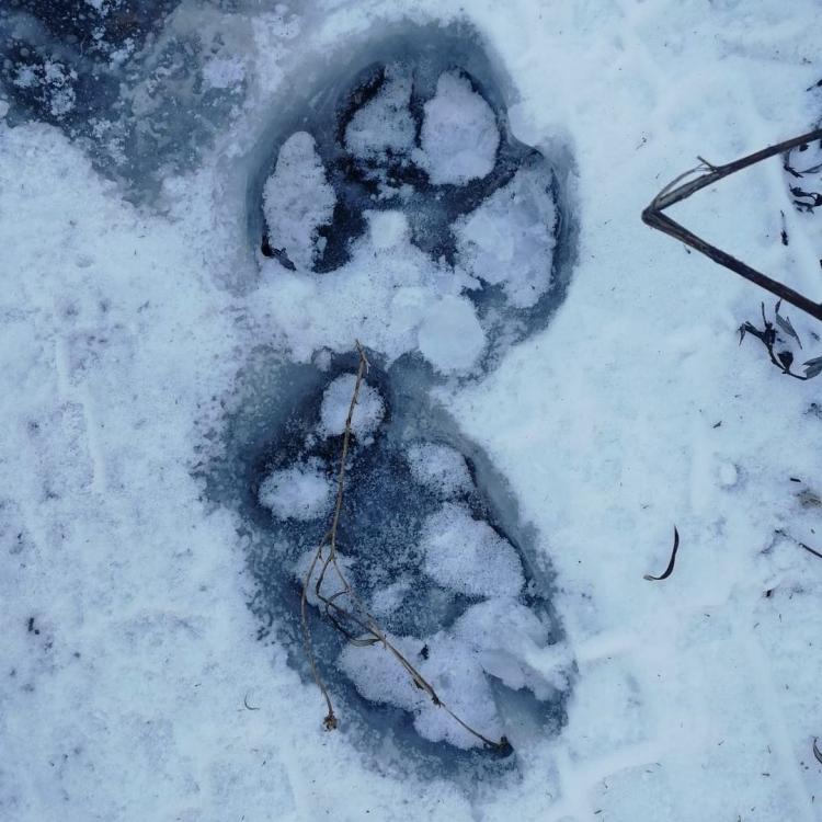 Во Владивостоке на сопке мужчина обнаружил крупные следы животного