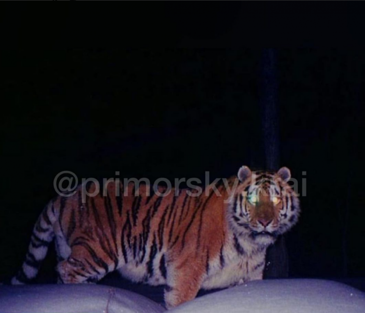 «Тигра отпугнули»: охотнадзор посетил приморский посёлок с хищником