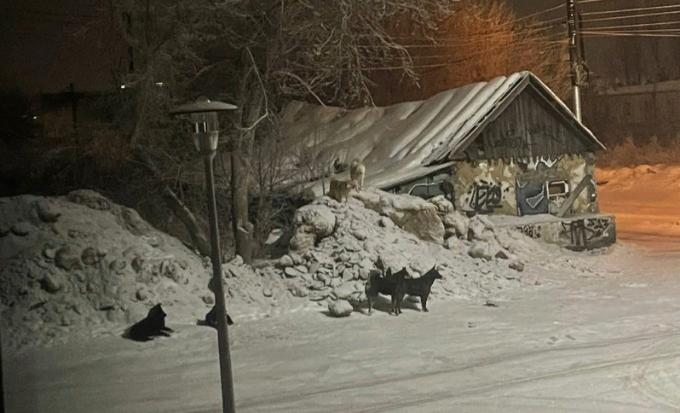 Стая огромных собак держит в страхе детей улицы Шевченко в Новосибирске