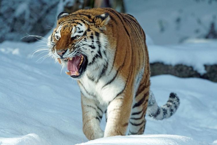 В Берлин и Москву: зачем 60 лет назад в Приморье ловили амурских тигров
