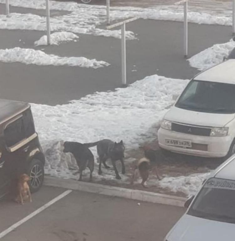 В Приморском посёлке «волкособы» нападают на хозяев с собаками