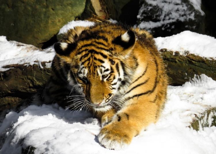 Тигрёнка застрелили в лесу Приморья