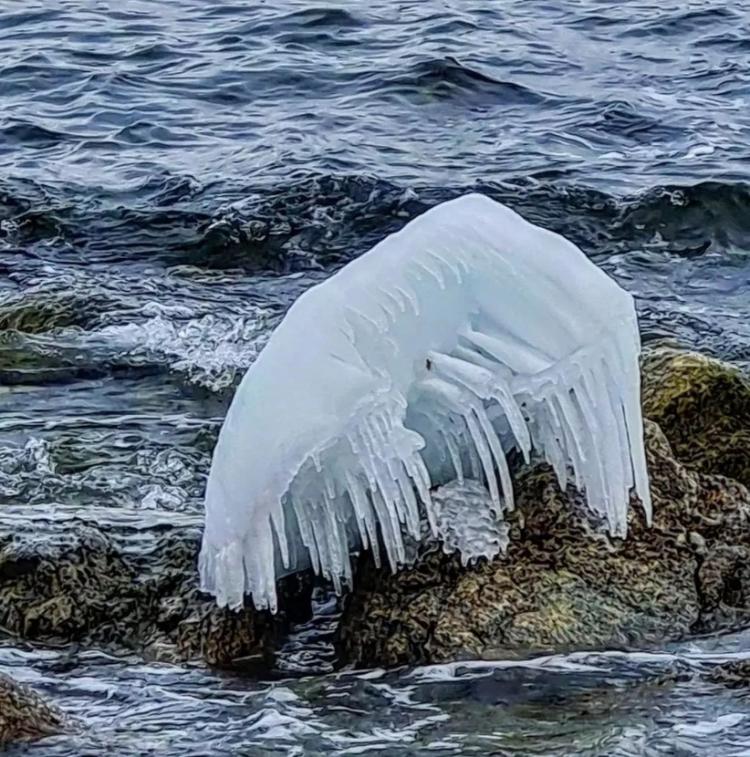 «Ледяные медузы» поселились на берегу Приморья