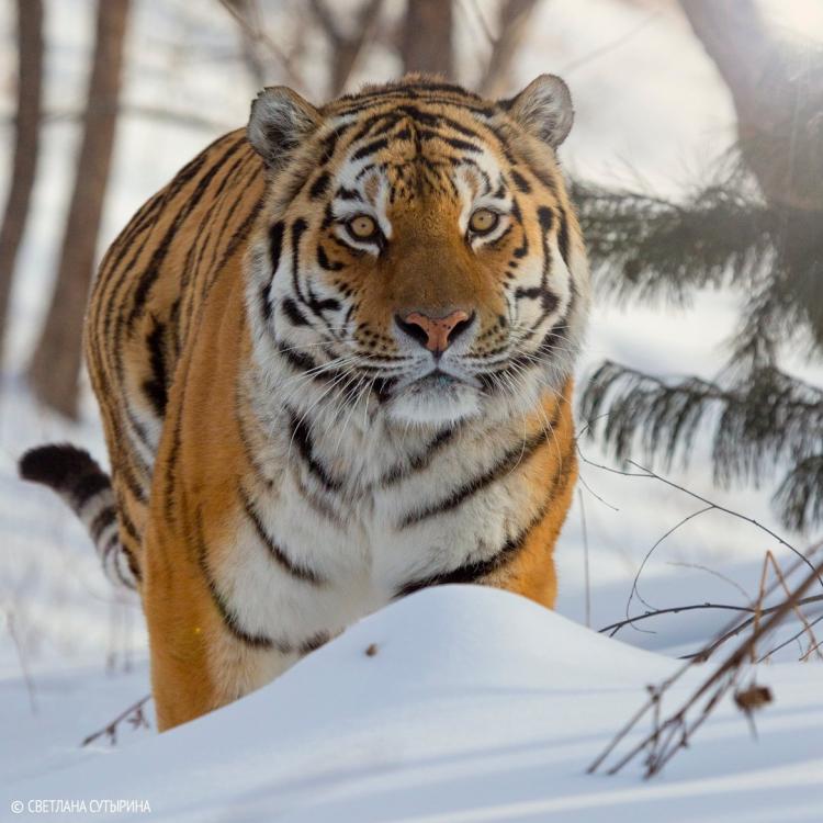 «Тигр, как и любая кошка, гуляет сам по себе»: Сергей Арамилев