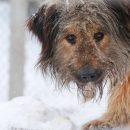 Бастрыкин поручил пересчитать бродячих собак в Барабинске