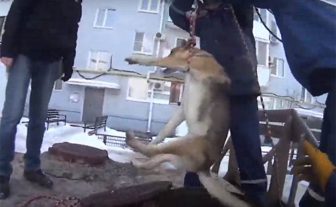 Накормили котлетой и достали из-под земли собаку спасатели в Новосибирске