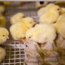 Выбираем птицу в феврале: как сэкономить на покупке цыплят и гусят и не ошибиться