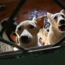 Семь собак из приюта погибли на пожаре в Новосибирске