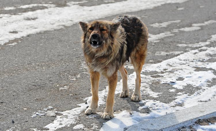 Ещё одна организация займётся отловом собак во Владивостоке