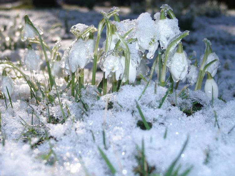 Кубай опроверг новость о снежном ударе во Владивостоке в середине февраля