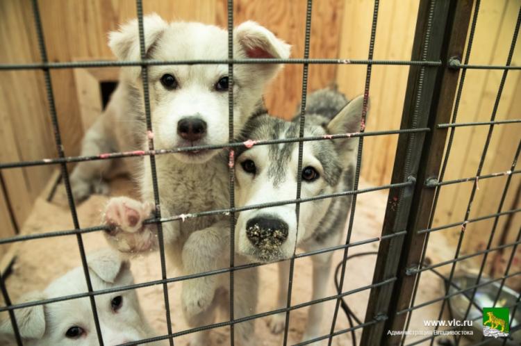 Госдума оценила проект приюта для бездомных животных во Владивостоке
