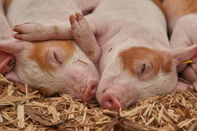 В Германии будут клонировать свиней, чтобы пересаживать их сердца людям