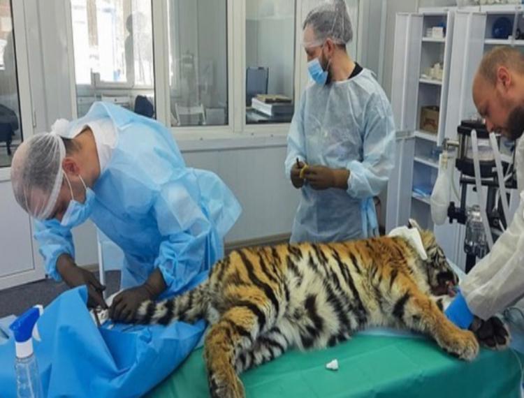 В Приморье тигрицу с травмой челюсти прооперировали уже в четвёртый раз