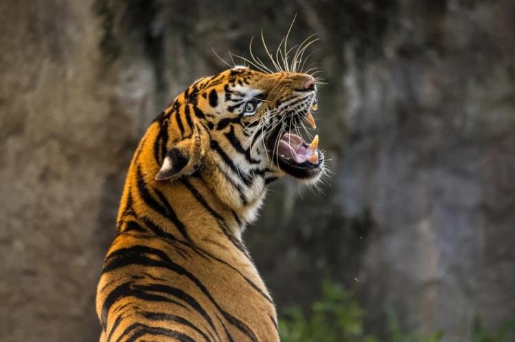Приморцы попались на продаже шкуры и дериватов тигра