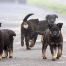 В Госдуму внесут проект об уголовном наказании за нападение бездомных собак