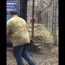 Карен Даллакян навестил знаменитого тигра Жорика