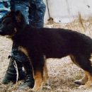 Овчарка Берта поймала 22-летнего грабителя в Линево Овчарка Берта поймала 22-летнего грабителя в Линево